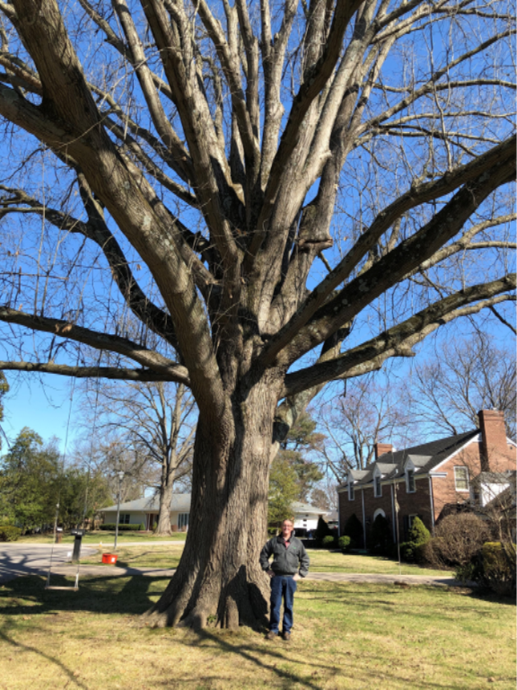 Kentucky's Champion Trees Kentucky Energy and Environment
